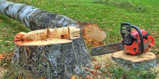 Best Tree and Shrub Care  in Wildwood Crest, NJ