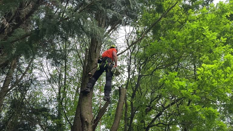 Best Hedge Trimming  in Wildwood Crest, NJ