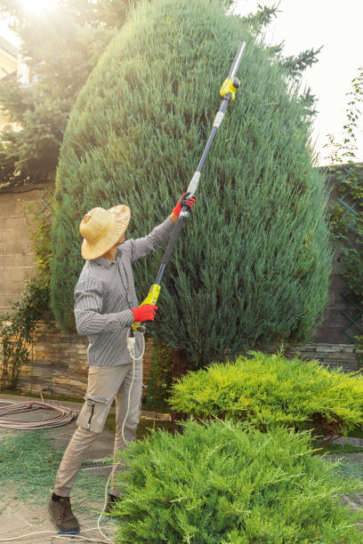 Best Tree Disease Treatment  in Wildwood Crest, NJ